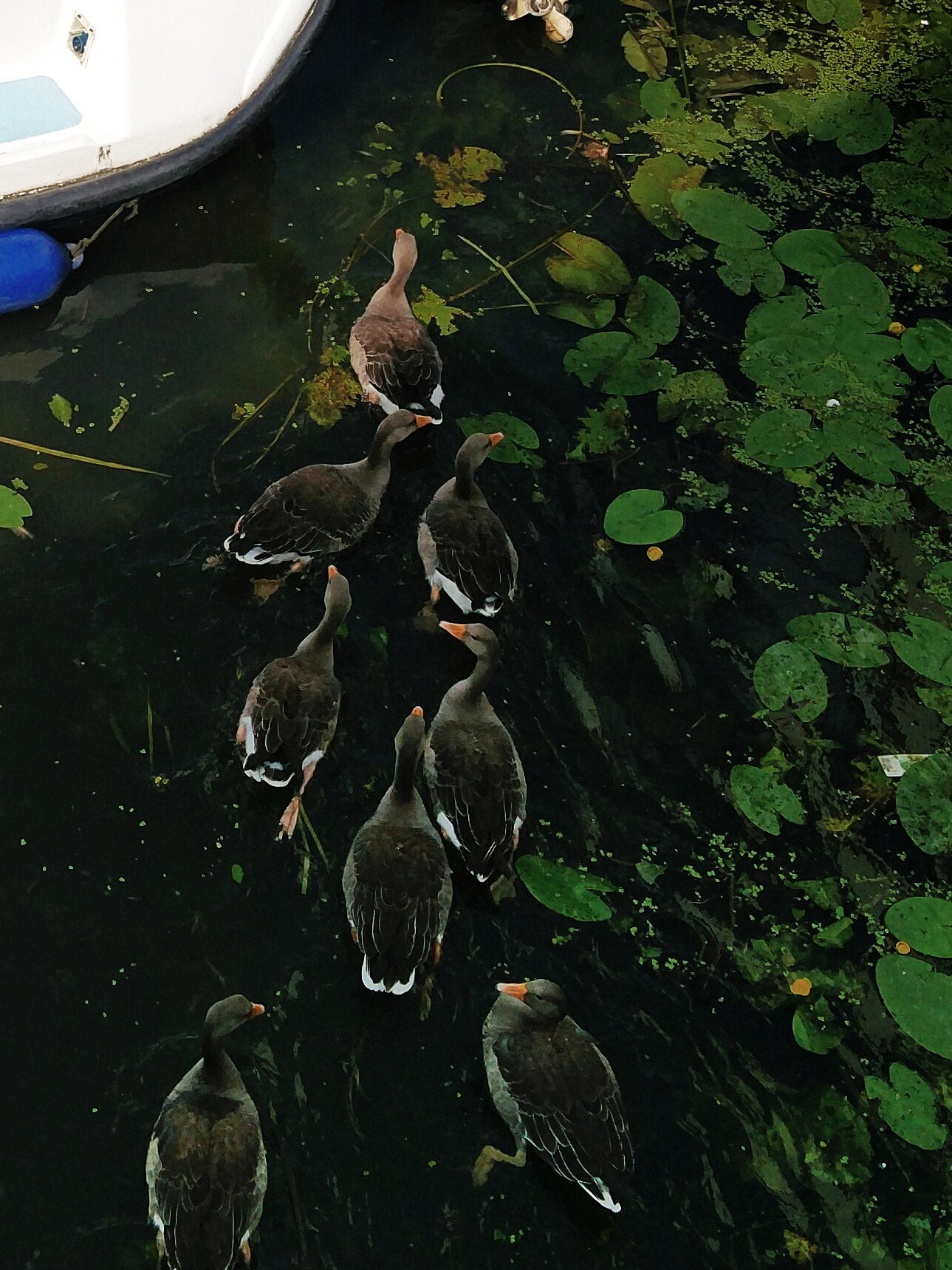 ducks